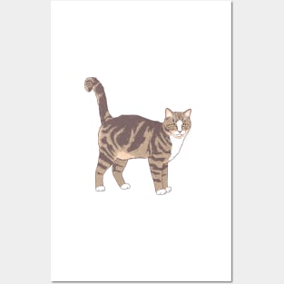 Brown and White Tabby Cat Posters and Art